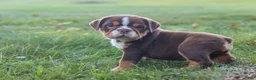 Beabull dogs for sale: Rocket - Ad 12