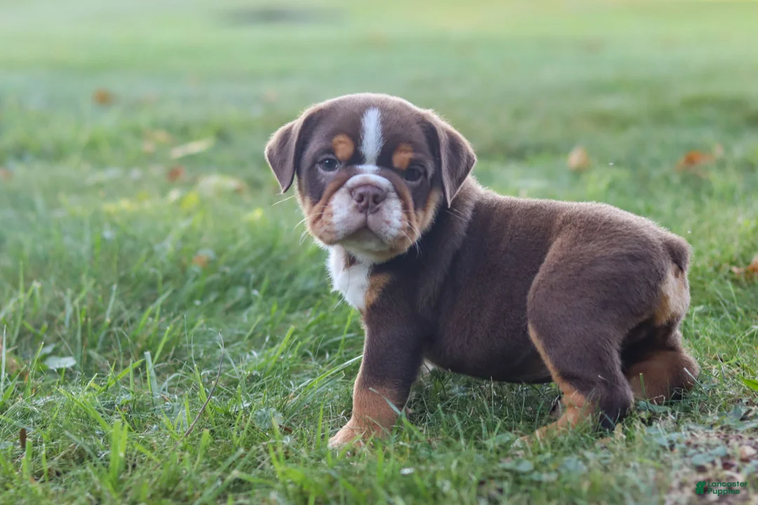 Beabull dogs for sale: Rocket - Ad 12