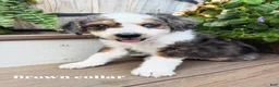 Mini Bernedoodle dogs for sale: Brown collar male  - Ad 1