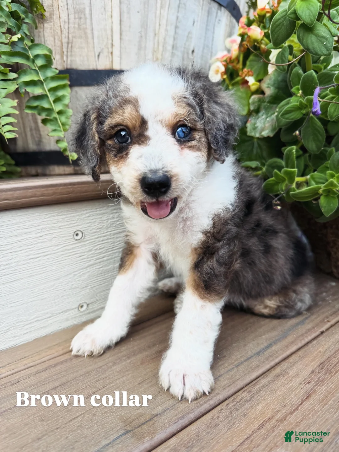 Mini Bernedoodle dogs for sale: Brown collar male  - Ad 1
