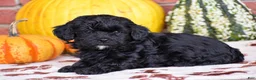 Havapoo dogs for sale: Dustin - Ad 4