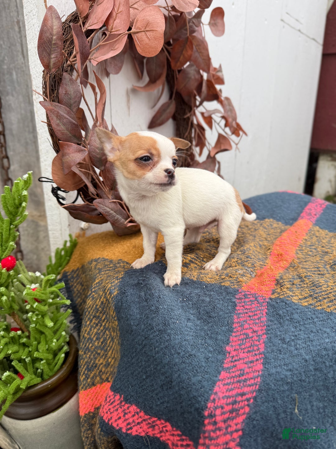 Chihuahua dogs for sale: Beany - Ad 10