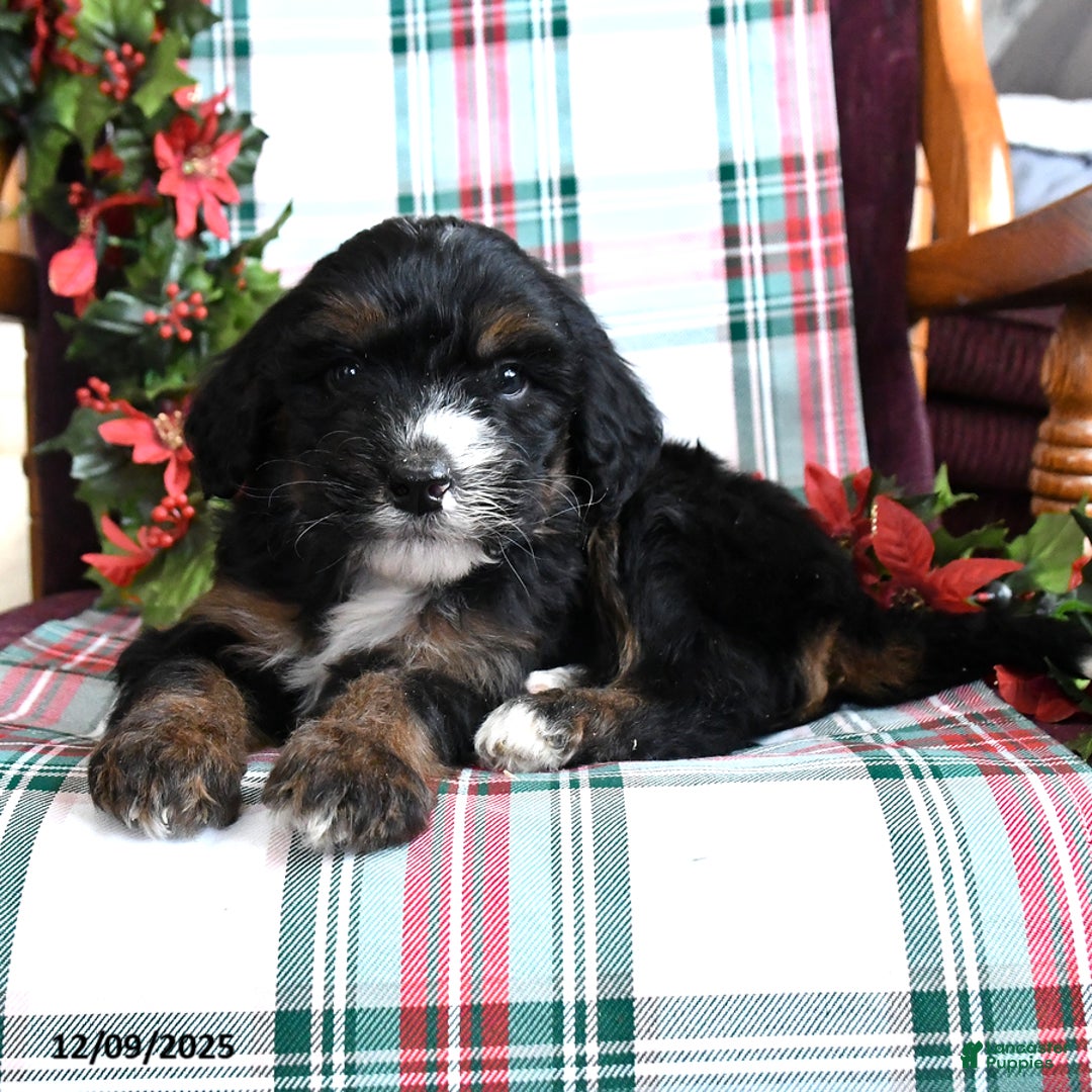 Bernedoodle dogs for sale: Cade  - Ad 2