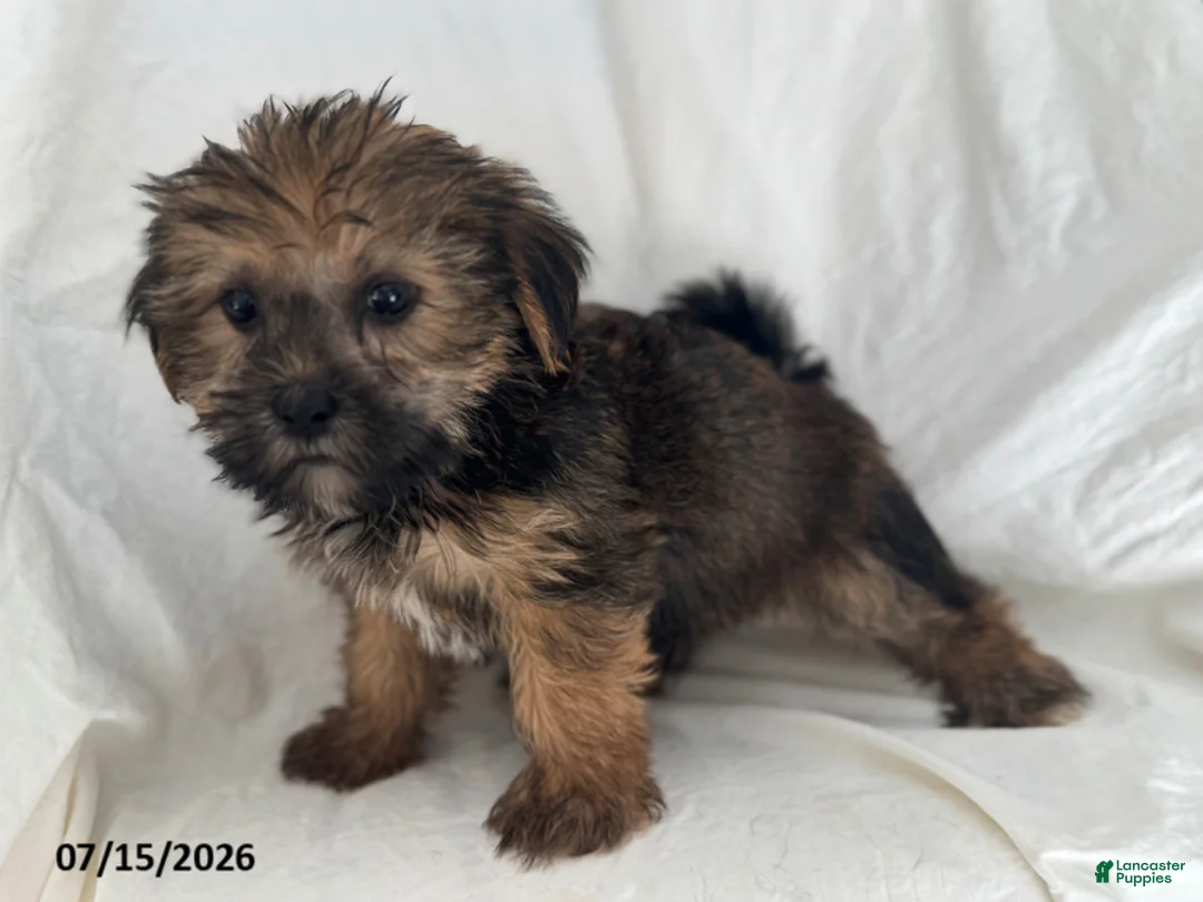 Shorkie dogs for sale: Elmer - Ad 2