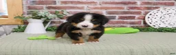 Bernese Mountain Dog dogs for sale: Patriot - Ad 2