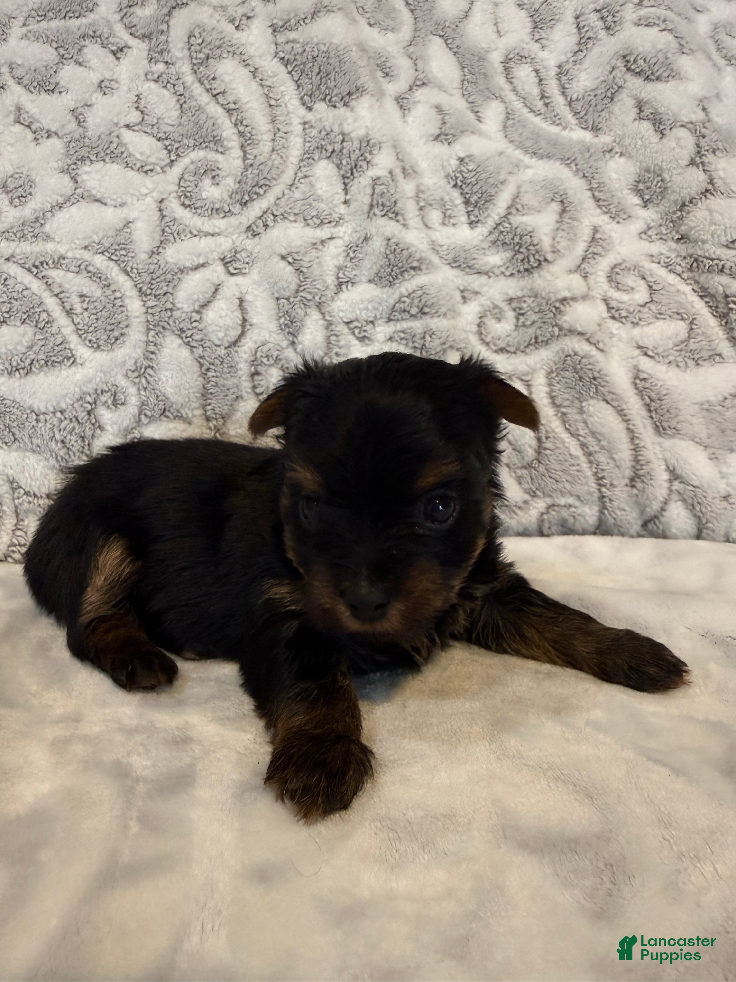 Yorkshire Terrier dogs Ash - Ad 2