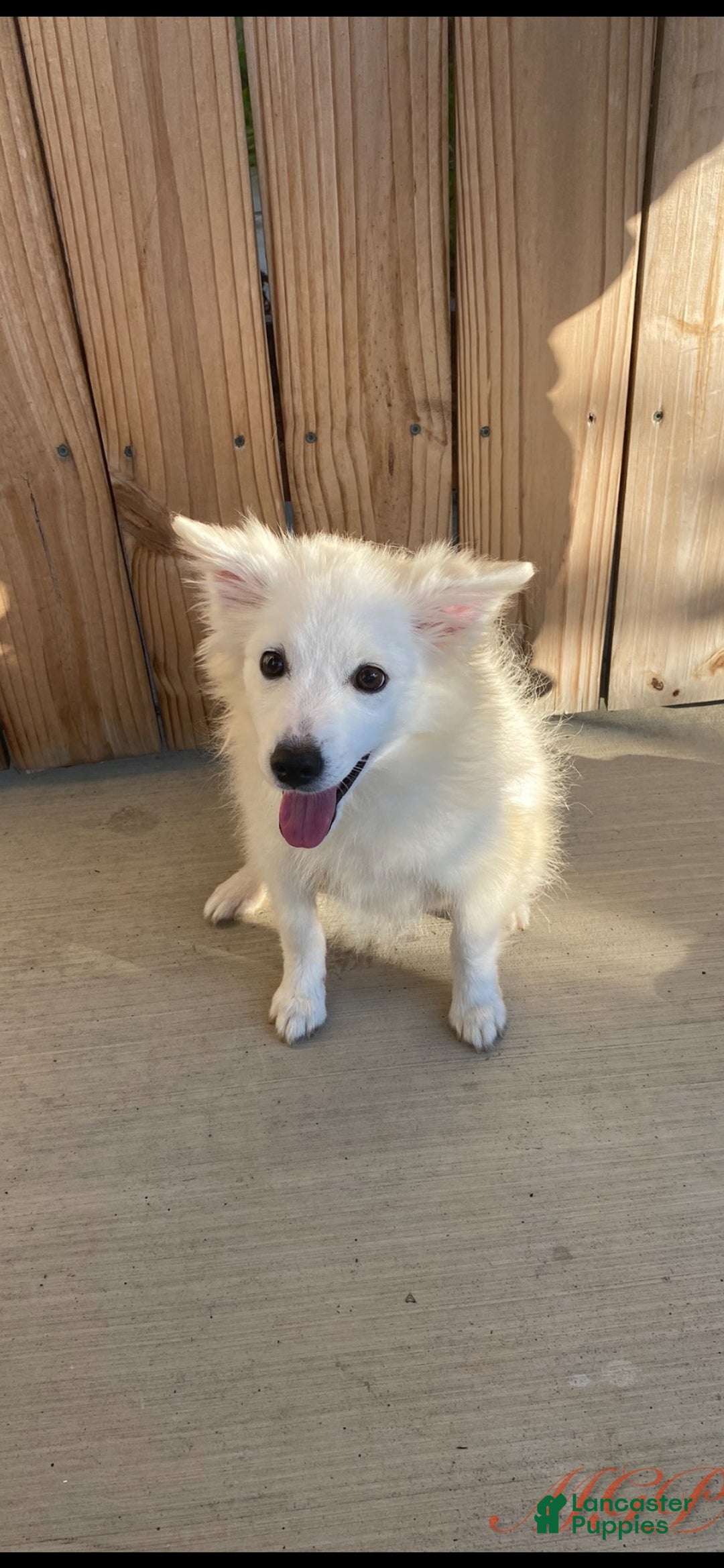 Spitz Dog Breed Miniature American Eskimo For Sale Near Me Violet