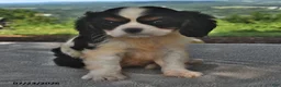 Cavalier King Charles Spaniel dogs for sale: Mickey - Ad 4