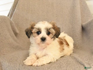 Teddy Bear dogs - Ad 20