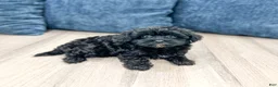 Yorkiepoo dogs for sale: Jenny - Ad 5