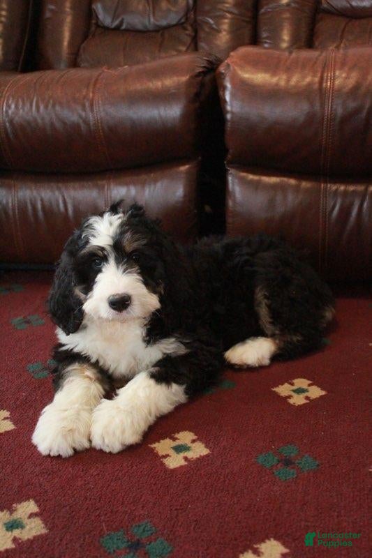 Bernedoodle dogs Remi - Ad 2