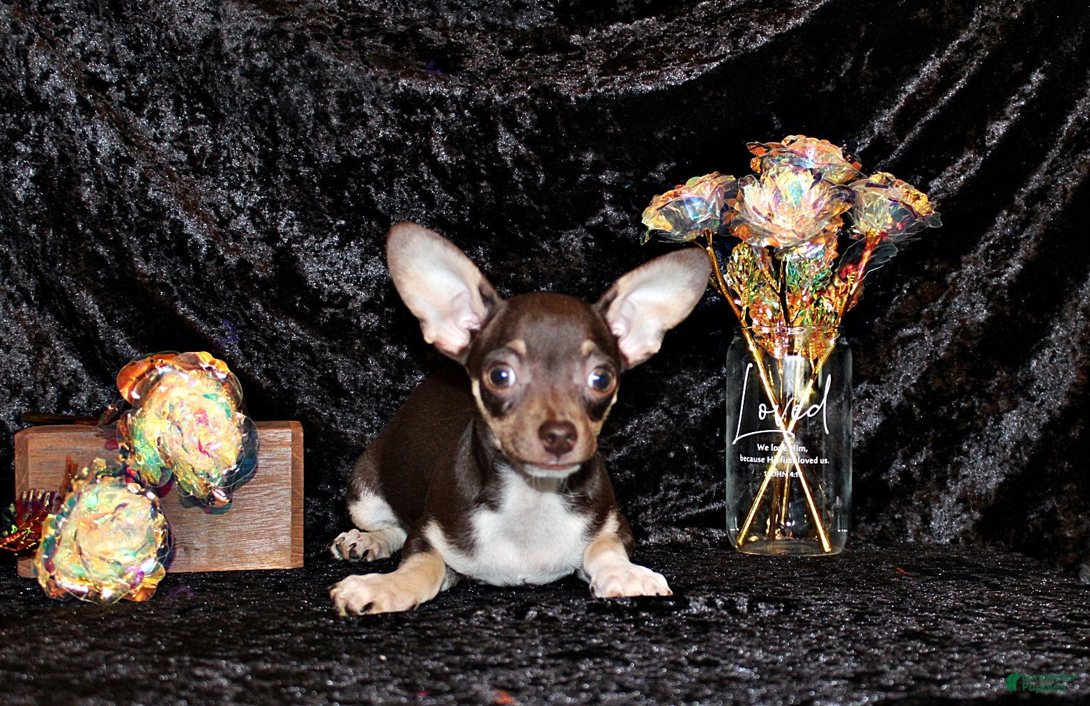 Chihuahua dogs Remus - Ad 1