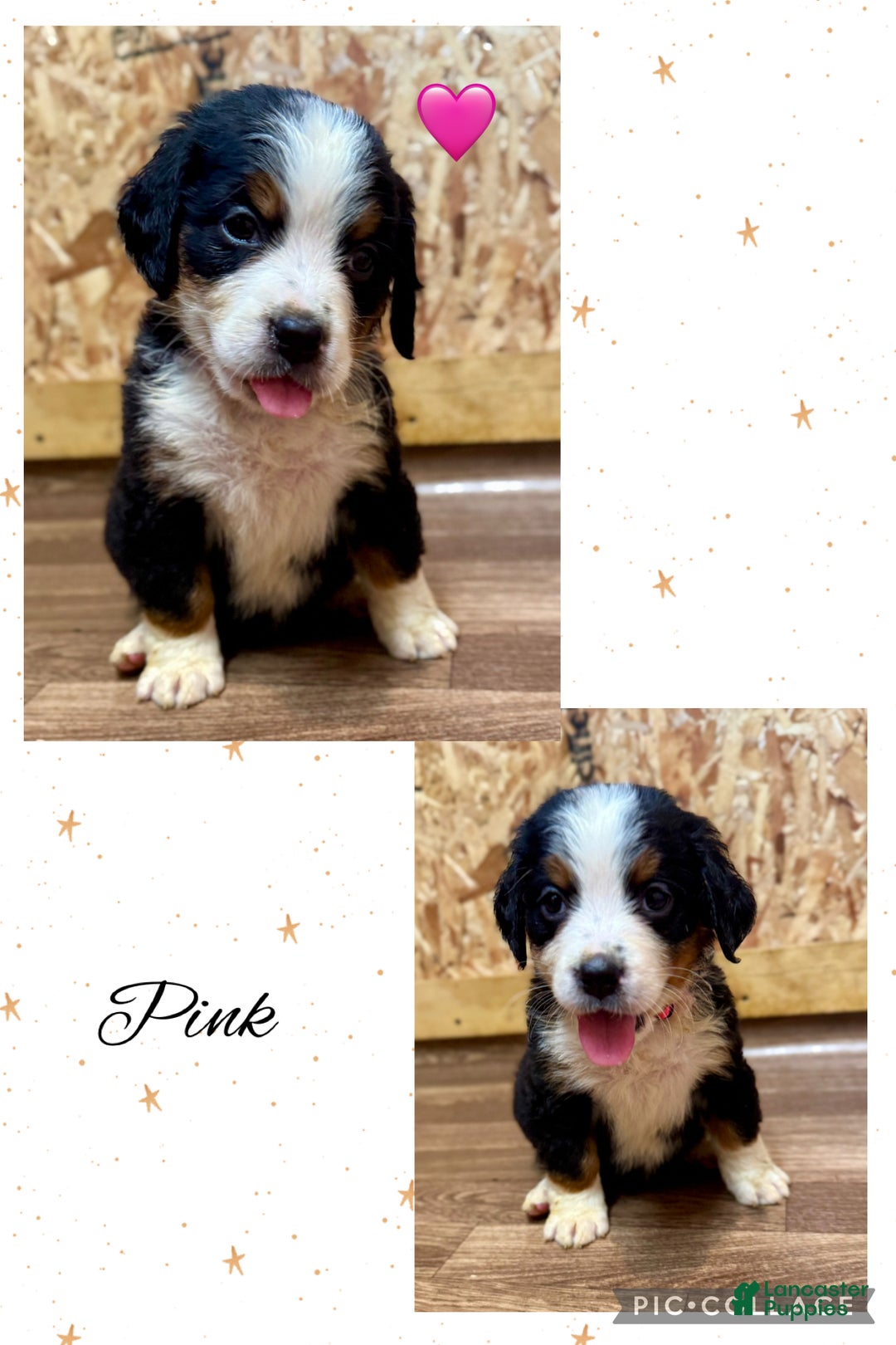 Bernese Mountain Dog dogs for sale: Duchess - Ad 2