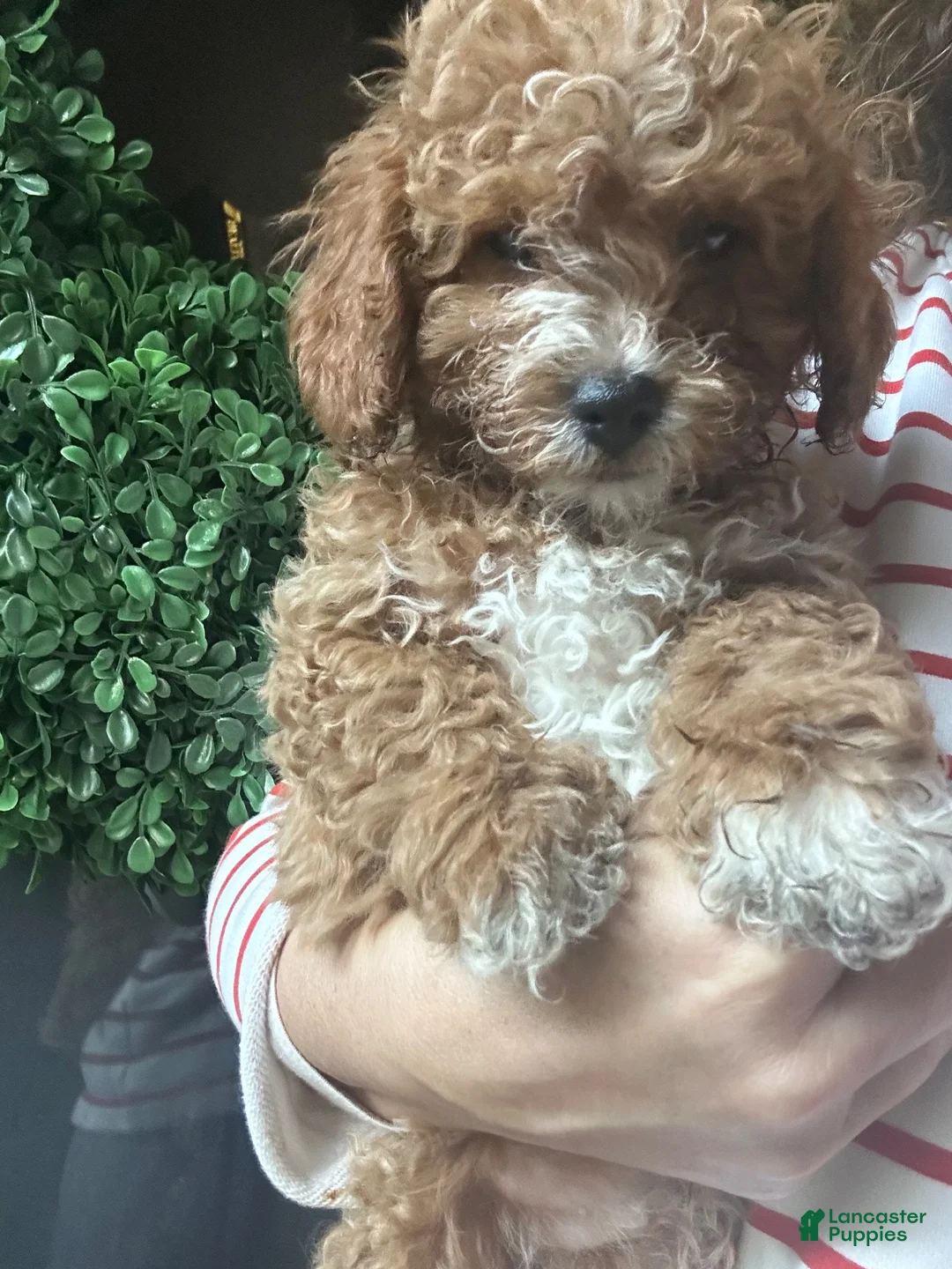 Cavapoochon dogs for sale: 💛 Yellow Daisy - Ad 2