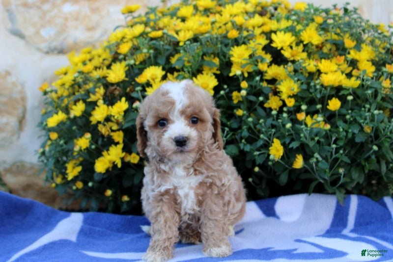Pomeranian dogs Keeton - Ad 2