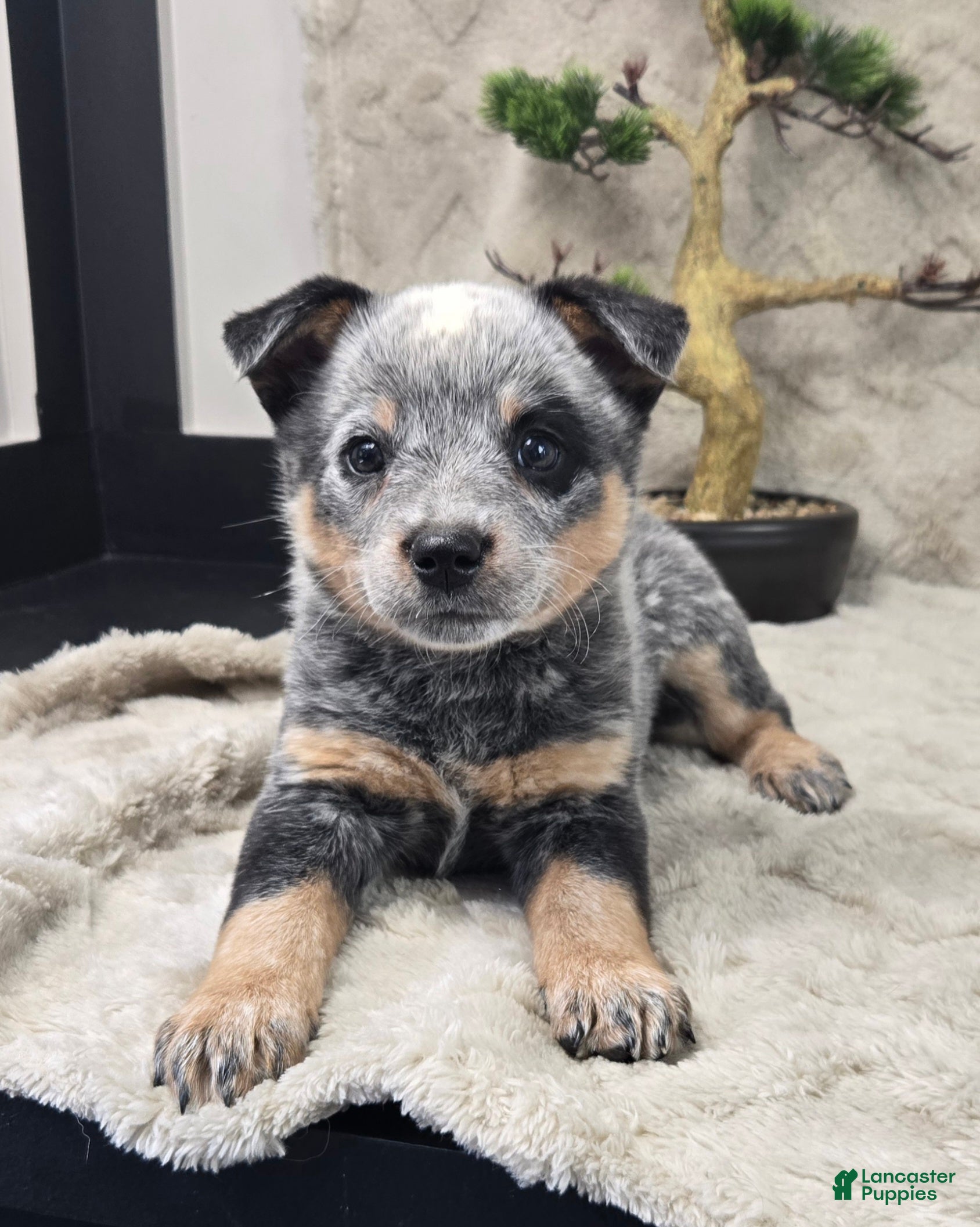 Australian Cattle Dog dogs Henry - Ad 1