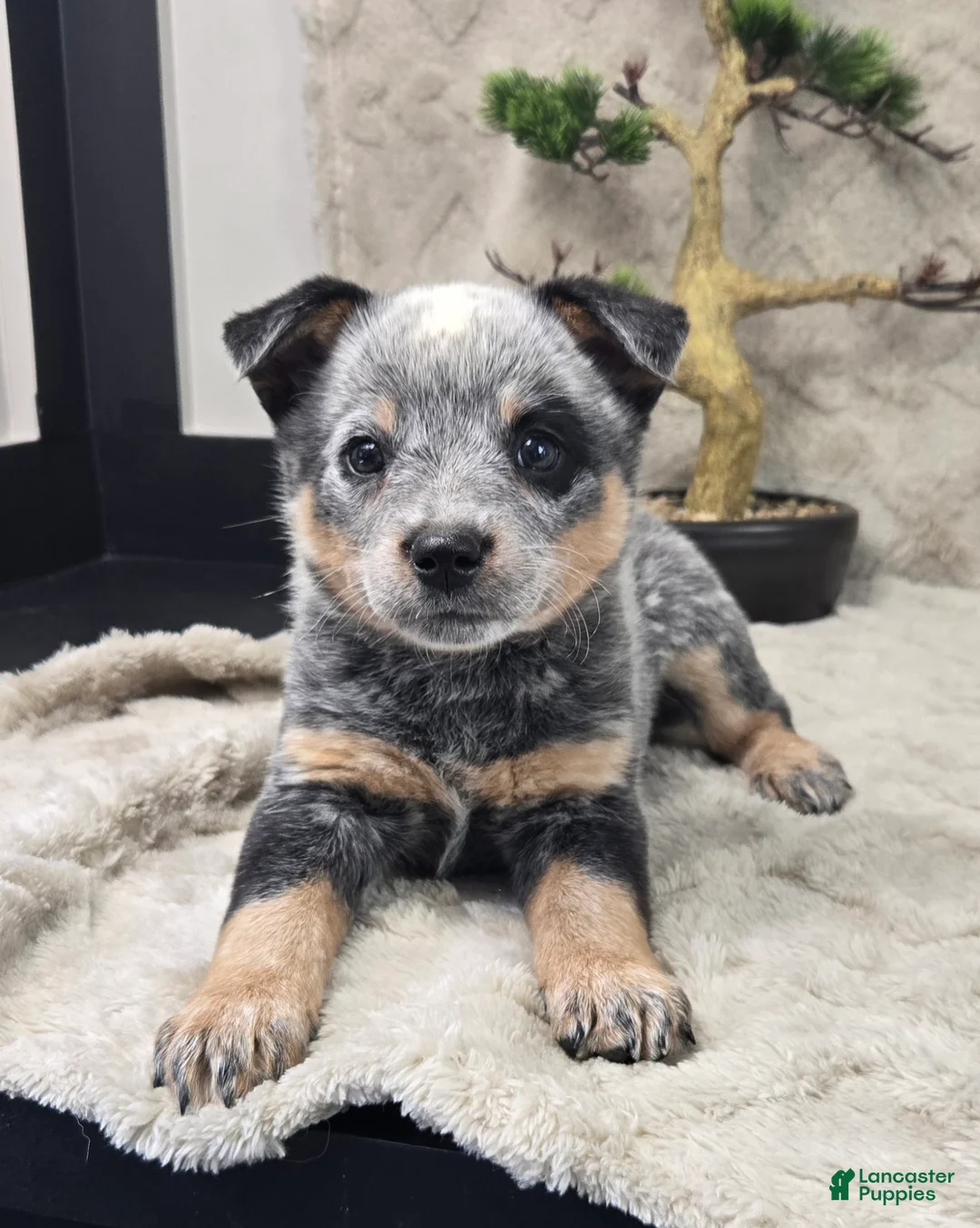 Australian Cattle Dog dogs for sale: Henry - Ad 1