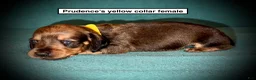 Dachshund dogs for sale: AKC Prudence's Yellow Collar Female - Ad 1