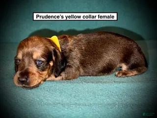 Dachshund dogs AKC Prudence's Yellow Collar Female - Ad 19
