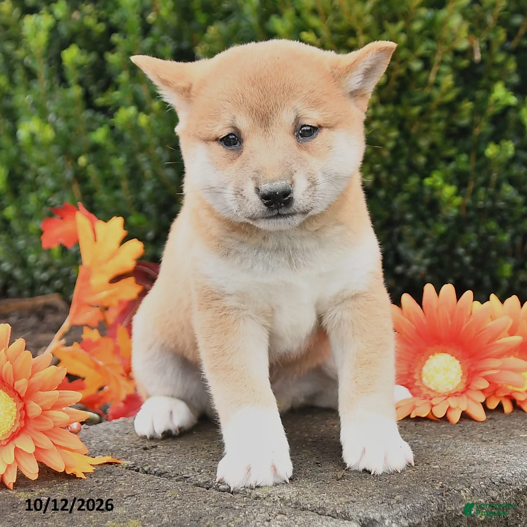 Cassidy Shiba Inu for sale in Millersburg | Lancaster Puppies