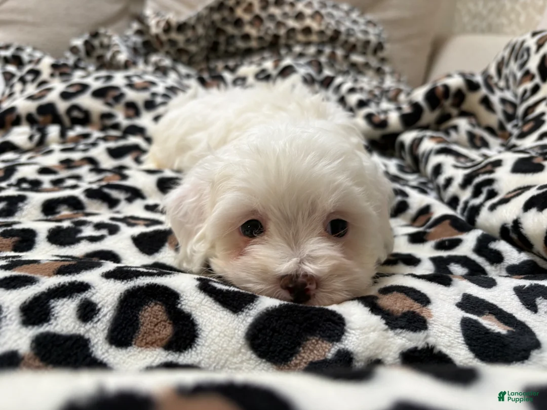 Maltipoo dogs for sale: Snow - Ad 1