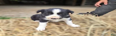 Border Collie Puppy 1 Rena