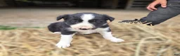 Border Collie dogs for sale: Border Collie Puppy 1 Rena - Ad 1