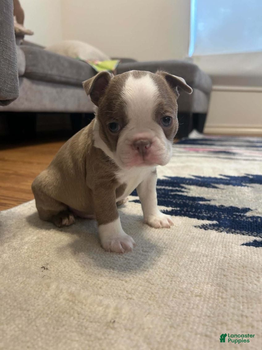 Boston Terrier dogs for sale: Freddy - Ad 2