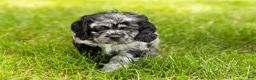 Cocker Spaniel dogs for sale: Cash  - Ad 4