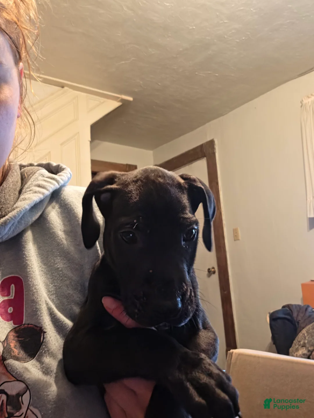 Great Dane dogs for sale: Great Dane 4 - Ad 1