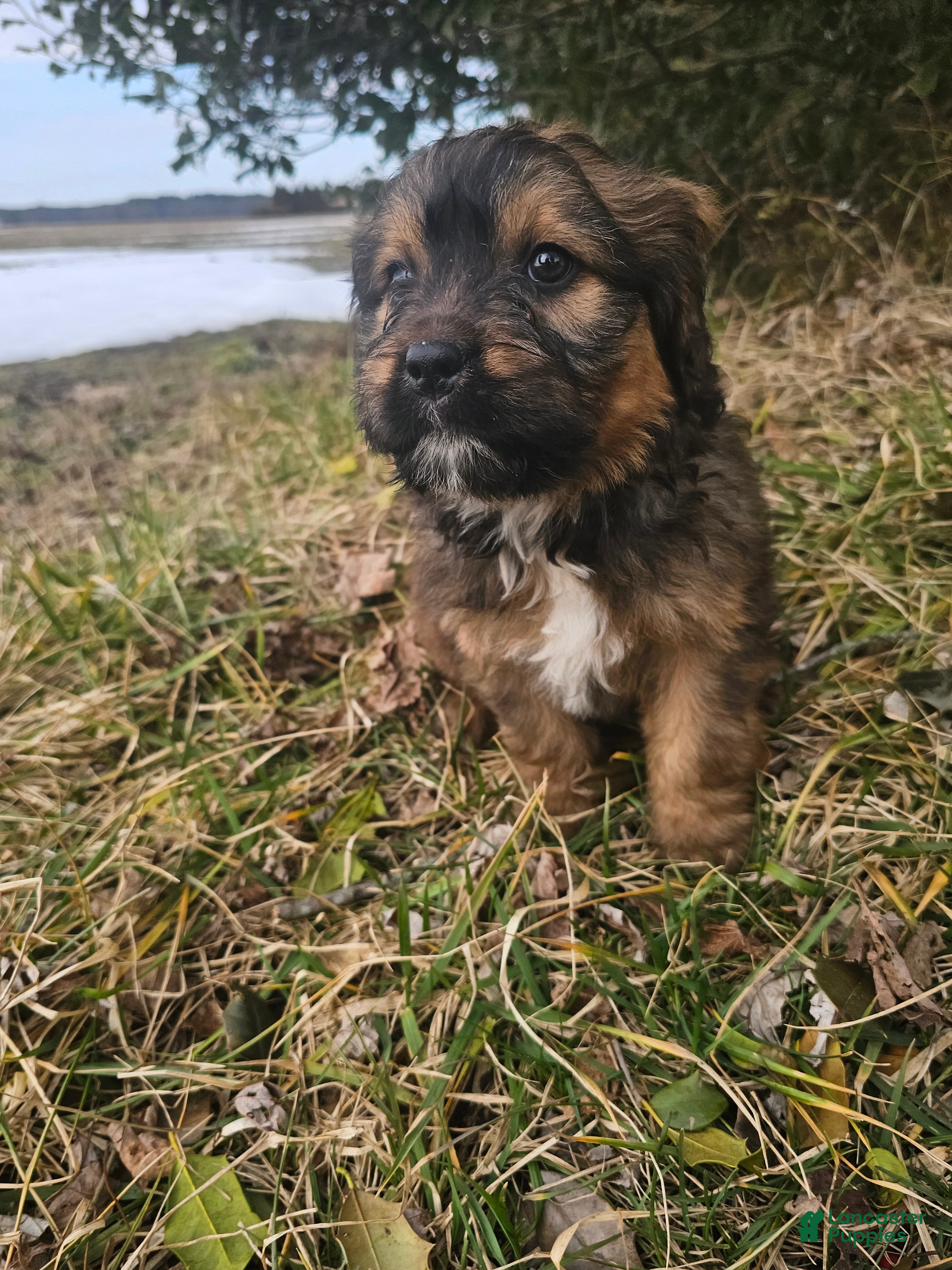 Mixed Breed dogs Jasmine. - Ad 1