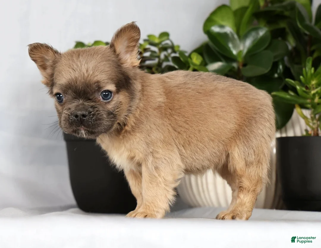 French Bulldog dogs for sale: Nina - Ad 5