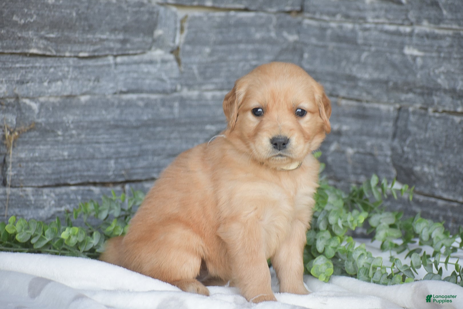 Golden Retriever dogs Brook - Ad 2