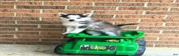 Pomsky dogs for sale: Scout - Ad 13