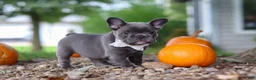 French Bulldog dogs for sale: Haven - Ad 9
