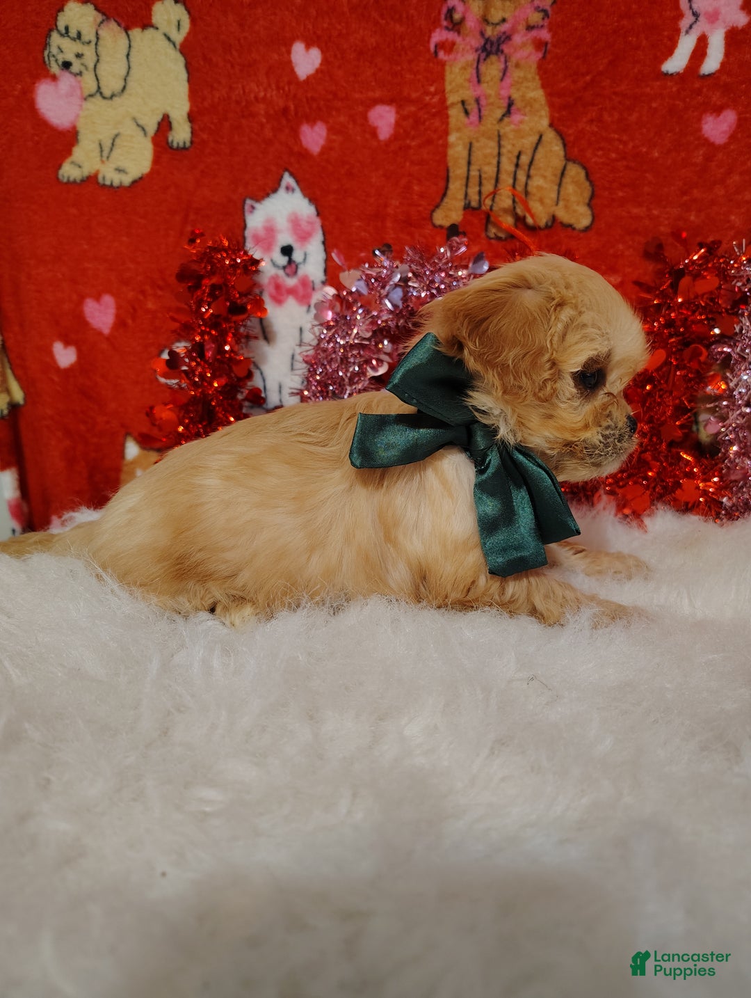 Cavapoo dogs for sale: Gracie - Ad 3