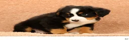 Bernese Mountain Dog dogs for sale: Chloe - Ad 9