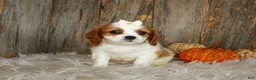 Cavalier King Charles Spaniel dogs for sale: Rose - Ad 5