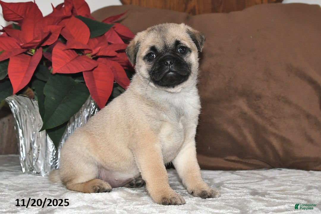 Mixed Breed dogs for sale: Princess - Ad 8