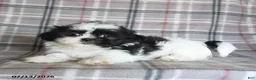 Shih Tzu dogs for sale: Sadie - Ad 3