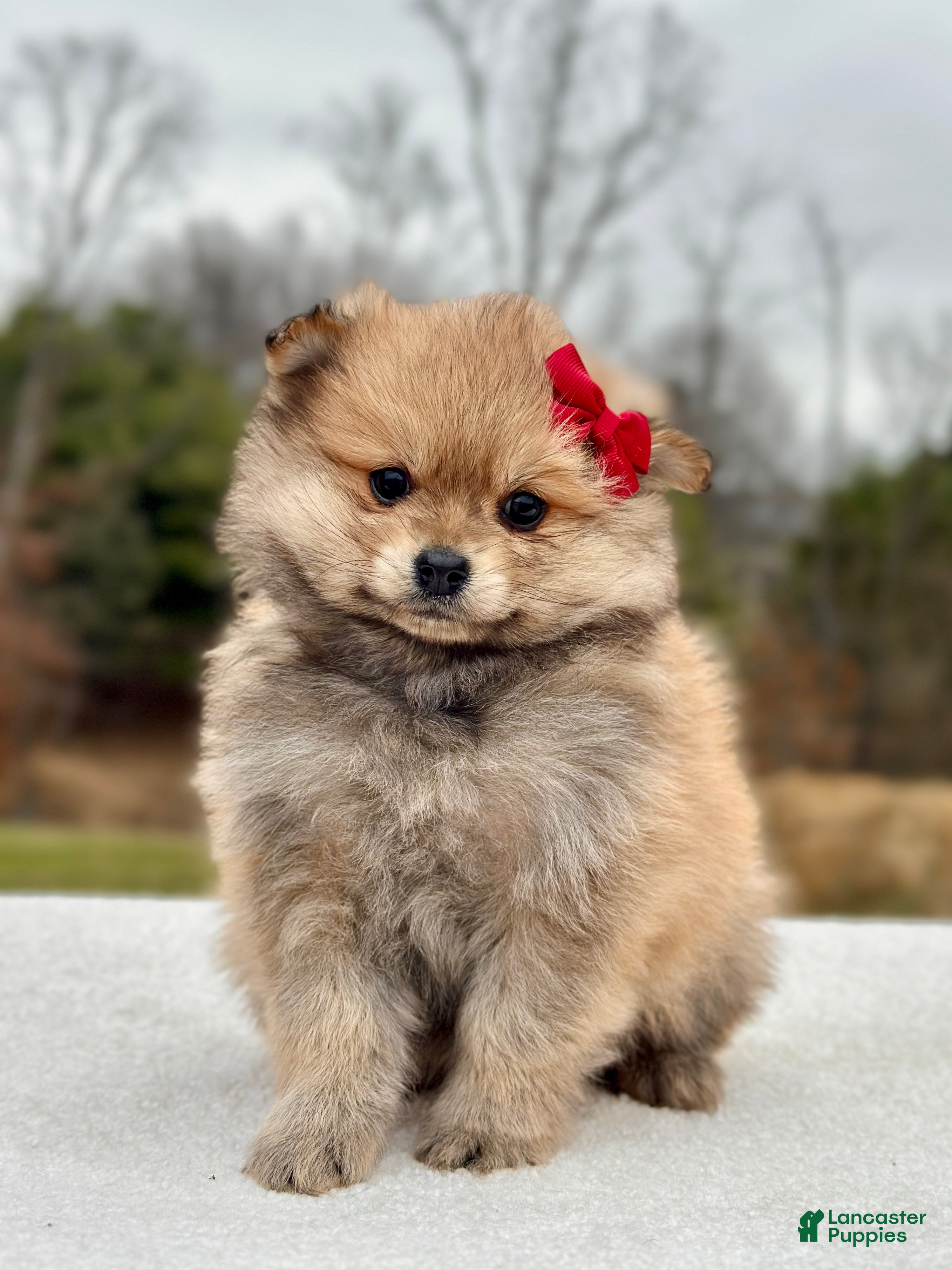 Pomeranian dogs Bella - Ad 1