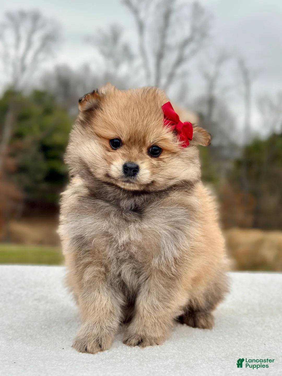 Pomeranian dogs for sale: Bella - Ad 1