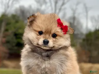 Pomeranian dogs for sale: Bella - Ad 2