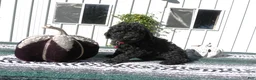 Mini Goldendoodle dogs for sale: Mini Goldendoodle 7 Riley - Ad 2