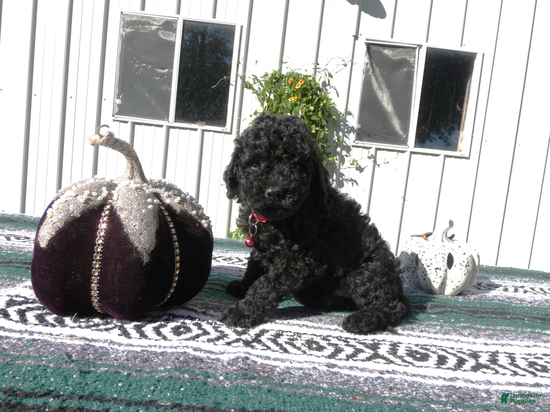 Mini Goldendoodle dogs for sale: Mini Goldendoodle 7 Riley - Ad 2