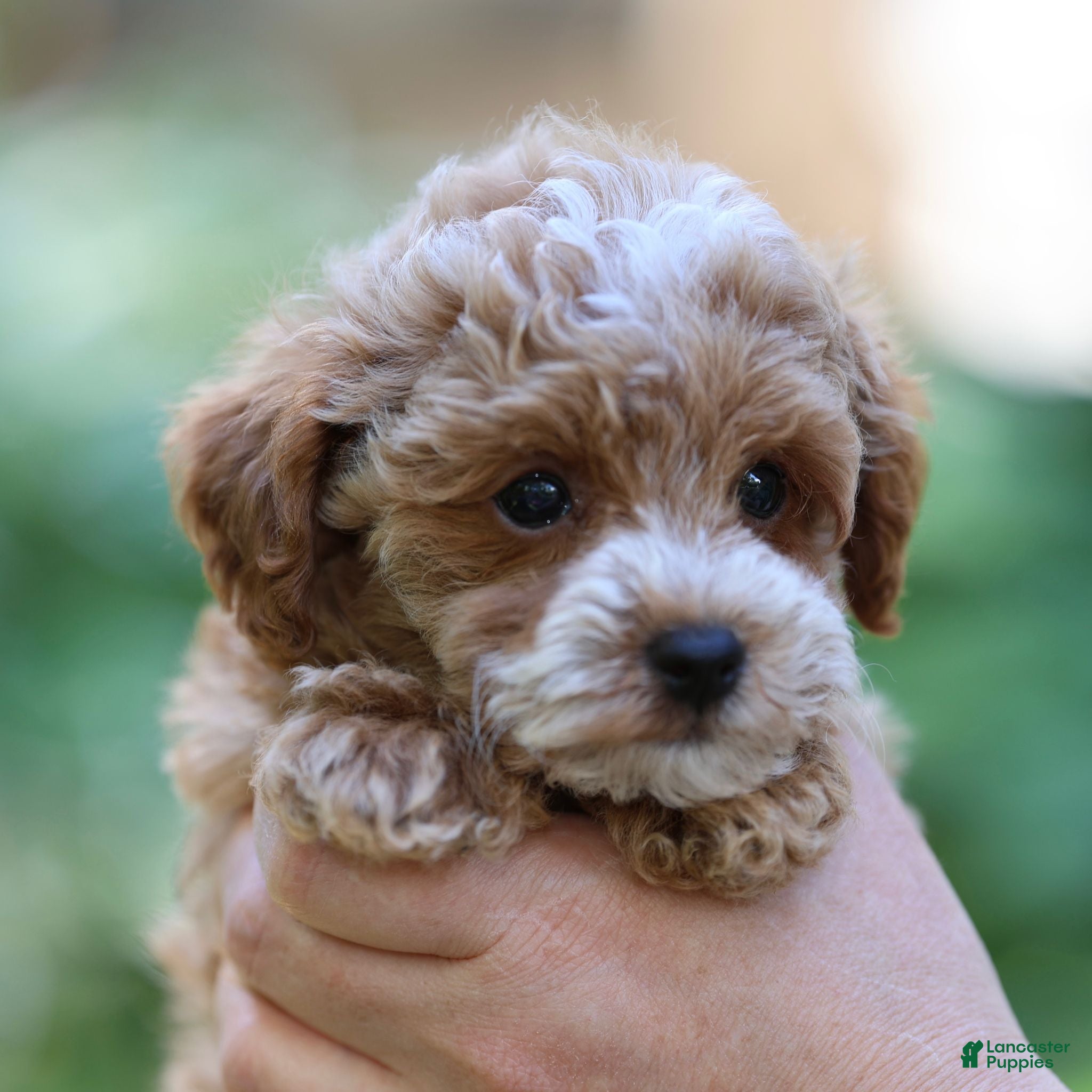 Toy Poodle dogs Parker - Ad 2