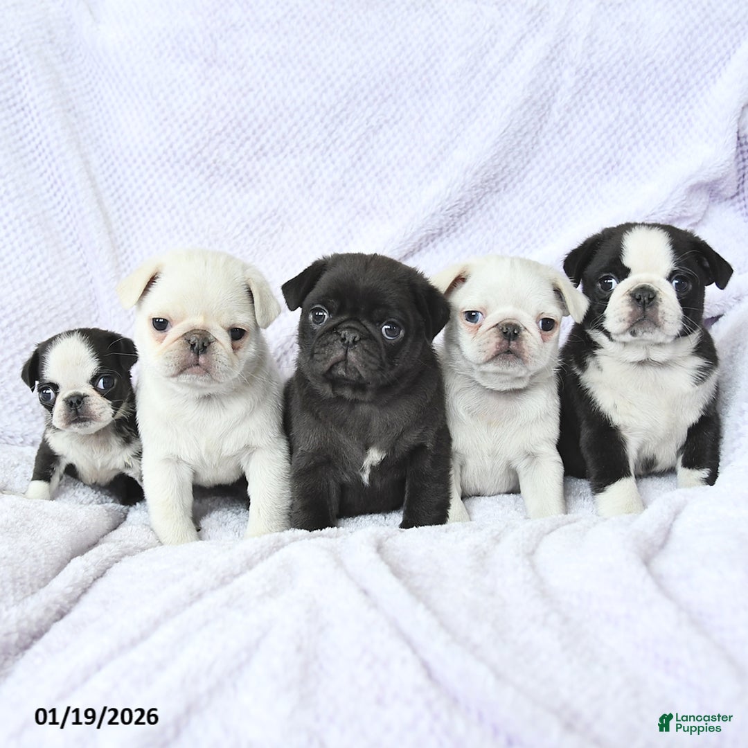 Pug dogs for sale: Woodstock - Ad 5