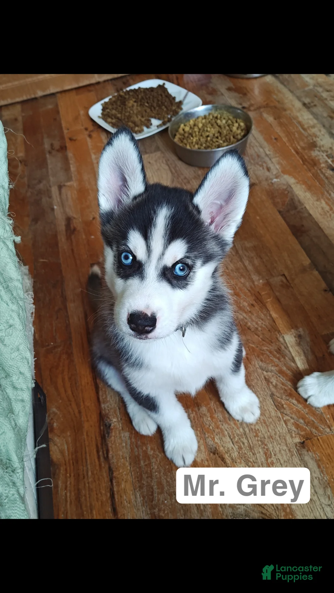 Mixed Breed dogs for sale: Mr. Grey - Ad 2