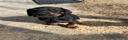 Doberman Pinscher dogs for sale: European Doberman Pinscher Yellow collar female - Ad 12
