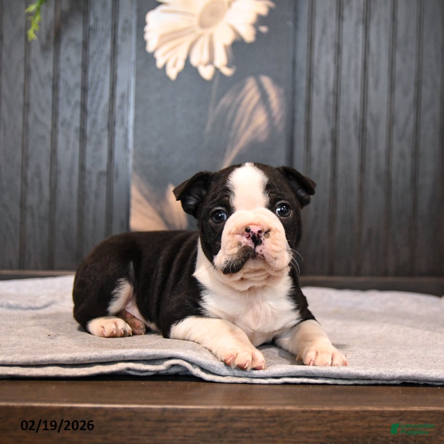Boston Terrier dogs Pierre - Ad 2